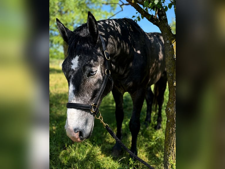 Koń lipicański Mix Ogier 2 lat 155 cm Karosiwa in Rechnitz