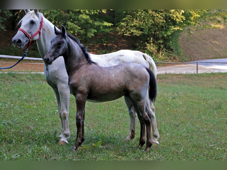 Koń lipicański Ogier 2 lat 156 cm Siwa in Radovljica