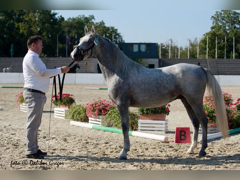 Koń lipicański Ogier 2 lat 158 cm Siwa in Sodražica