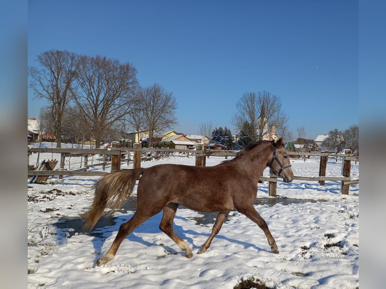 Koń lipicański Ogier 2 lat in Kalinovac