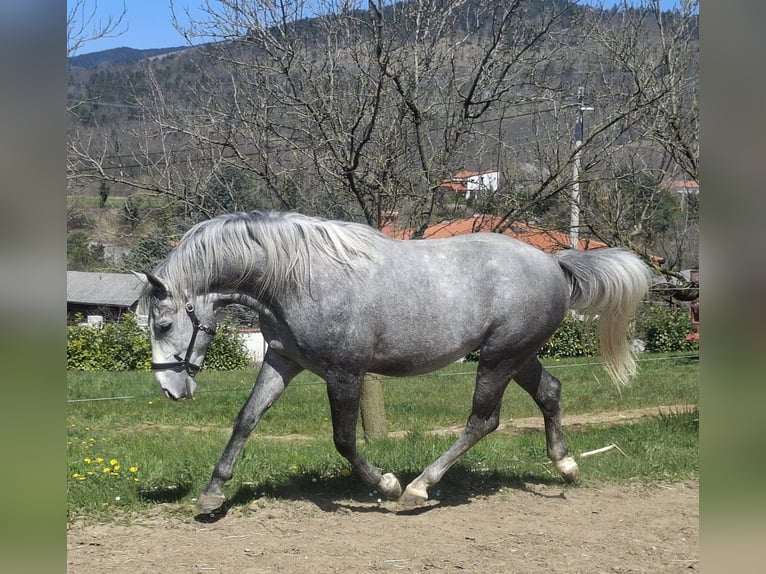 Koń lipicański Ogier 3 lat 155 cm Siwa in Vremski Britof