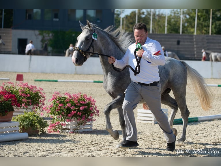 Koń lipicański Ogier 3 lat 158 cm Siwa in Sodražica