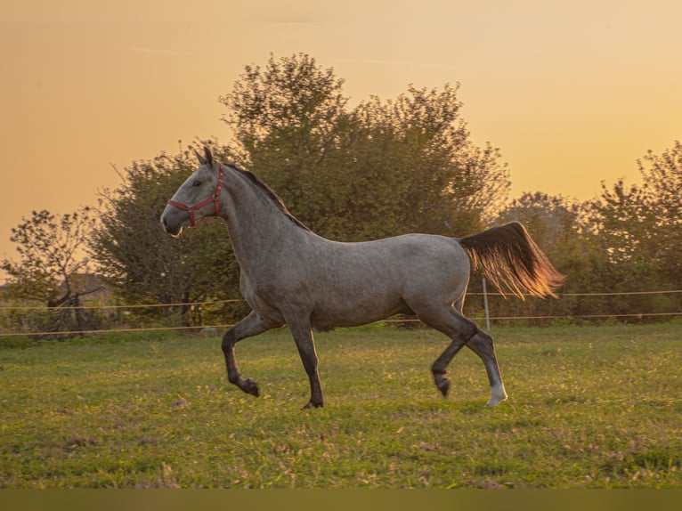 Koń lipicański Ogier 3 lat 158 cm Siwa in Strizivojna