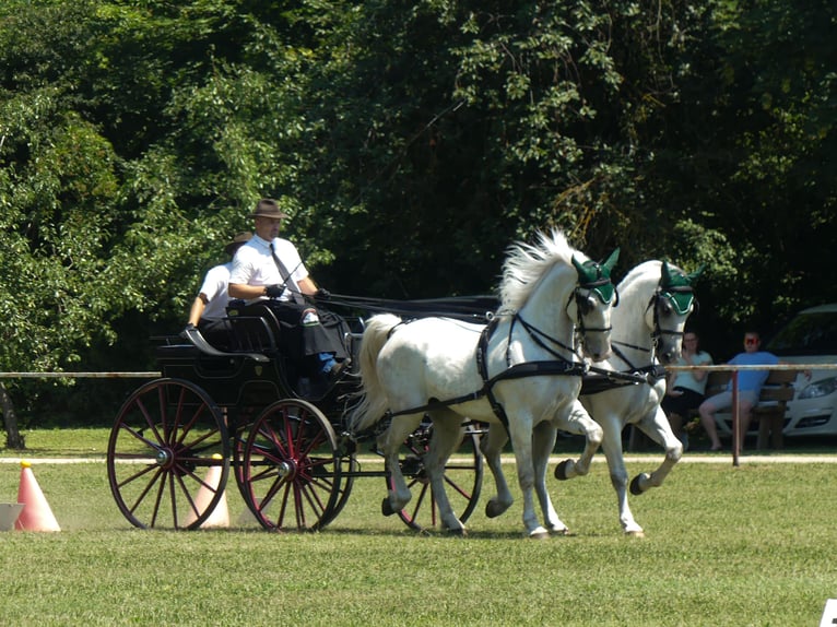 Koń lipicański Ogier 5 lat 161 cm Siwa in Vokány