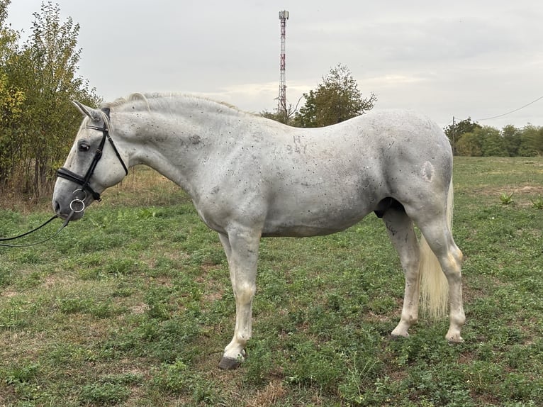 Koń lipicański Ogier 7 lat 156 cm Biała in Đakovo