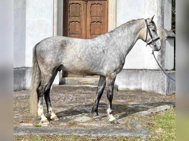 Koń lipicański Ogier Siwa in Wels