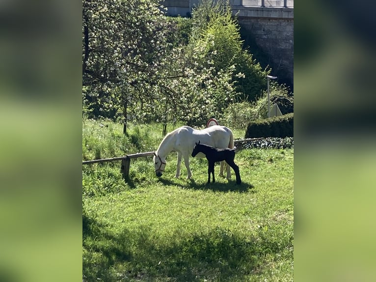 Koń lipicański Ogier Źrebak (04/2024) 156 cm Siwa in radovljica