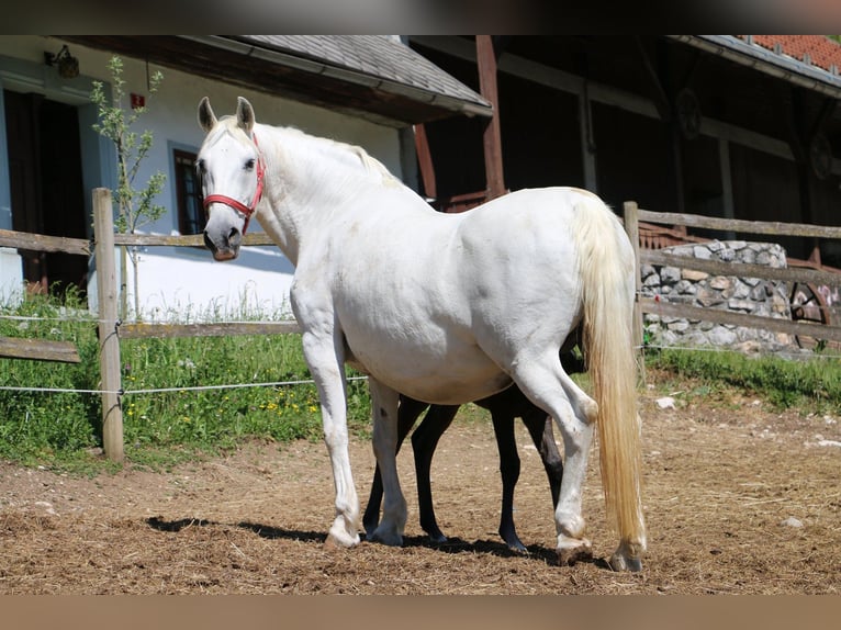 Koń lipicański Ogier Źrebak (04/2024) 156 cm Siwa in radovljica