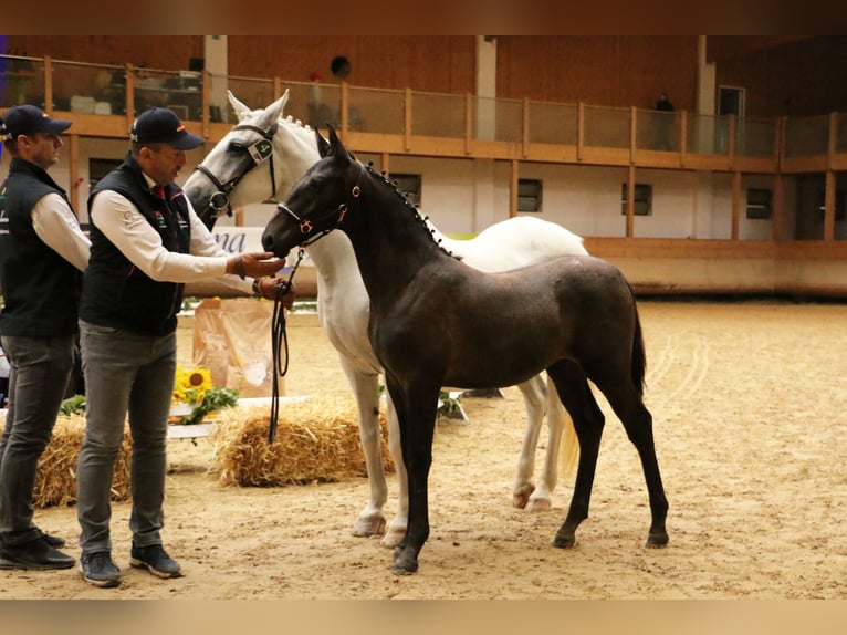 Koń lipicański Ogier Źrebak (04/2024) 158 cm Siwa in Radovljica