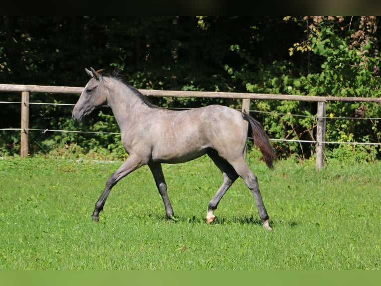 Koń lipicański Ogier Źrebak (04/2024) 158 cm Siwa in Radovljica