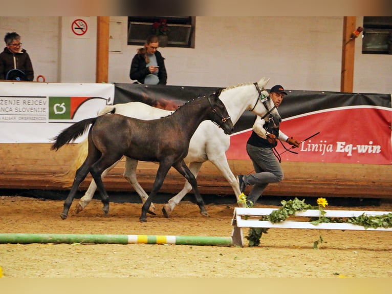 Koń lipicański Ogier Źrebak (04/2024) 158 cm Siwa in Radovljica