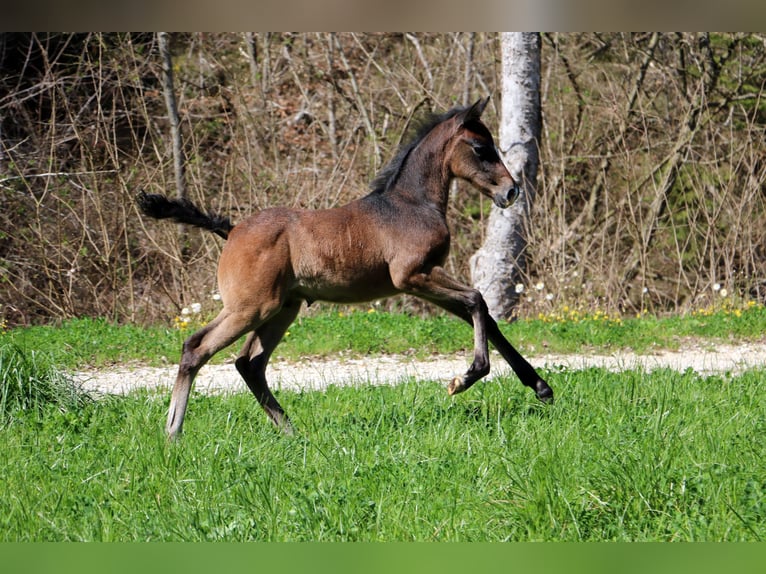 Koń lipicański Ogier Źrebak (03/2024) 160 cm Siwa in radovljica