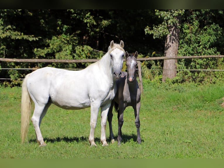 Koń lipicański Ogier Źrebak (03/2024) 160 cm Siwa in radovljica