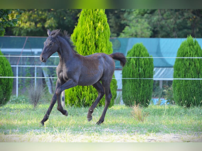 Koń lipicański Ogier Źrebak (04/2024) 160 cm Siwa in Ptuj