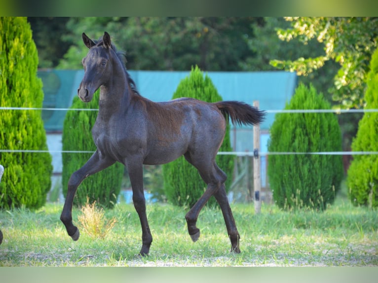 Koń lipicański Ogier Źrebak (04/2024) 160 cm Siwa in Ptuj