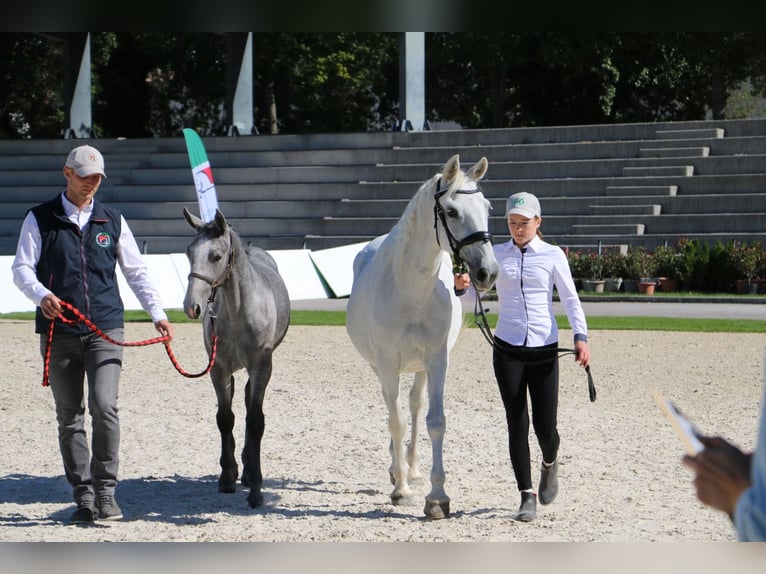 Koń lipicański Ogier Źrebak (05/2026)  in Idrija