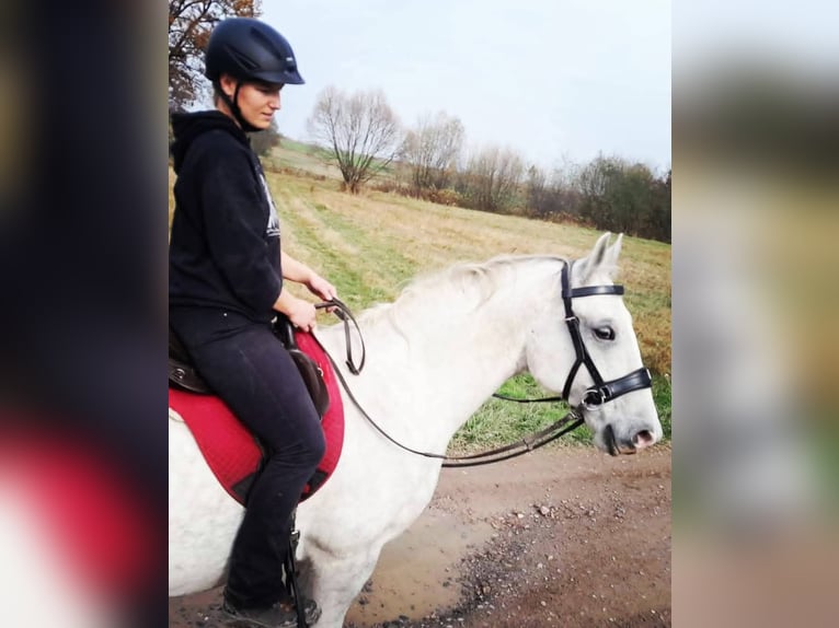 Koń lipicański Wałach 10 lat 152 cm Siwa in Belfast