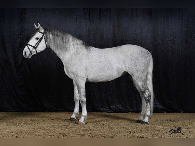 Koń lipicański Wałach 10 lat 157 cm Siwa in Lipica