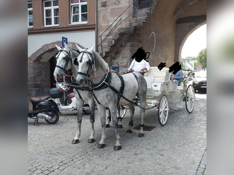 Koń lipicański Wałach 10 lat 163 cm Siwa w hreczce in Dunningen