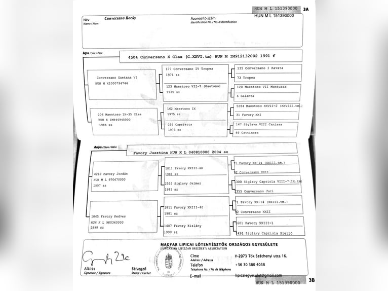 Koń lipicański Wałach 11 lat 160 cm Karodereszowata in Móricgát