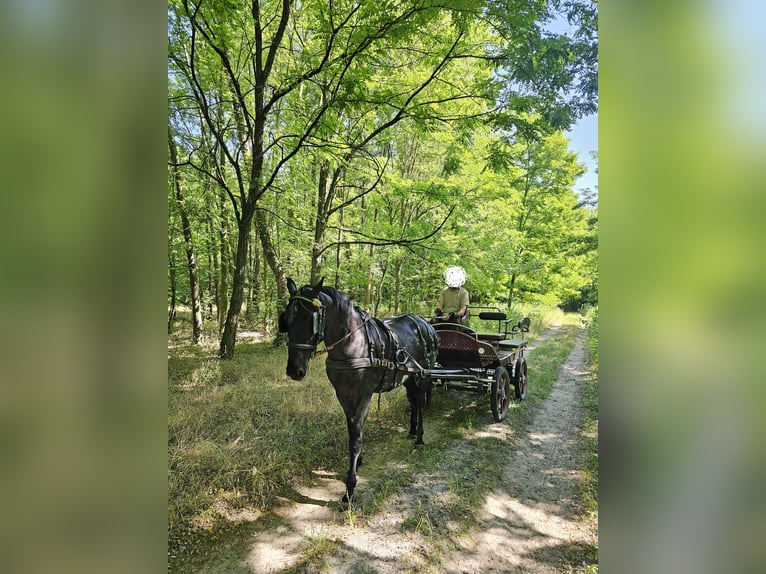 Koń lipicański Wałach 11 lat 160 cm Karodereszowata in Móricgát