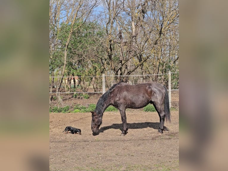 Koń lipicański Wałach 11 lat 160 cm Karodereszowata in Móricgát