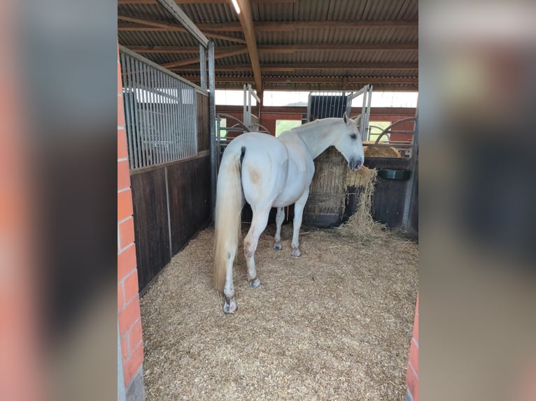 Koń lipicański Wałach 11 lat 167 cm Biała in Malente