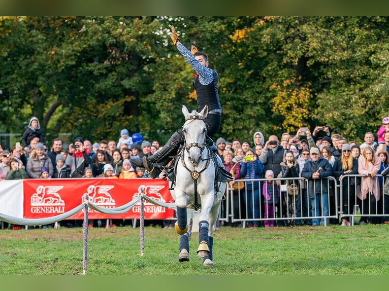 Koń lipicański Wałach 12 lat 161 cm Siwa in Czarna
