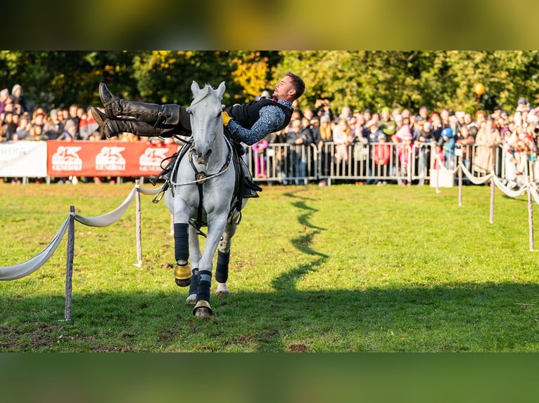 Koń lipicański Wałach 12 lat 161 cm Siwa in Czarna