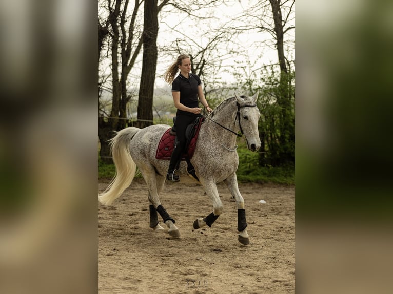 Koń lipicański Wałach 12 lat Siwa in Százhalombatta