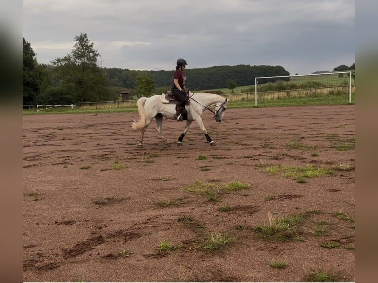 Koń lipicański Mix Wałach 13 lat 155 cm Siwa in Lebach