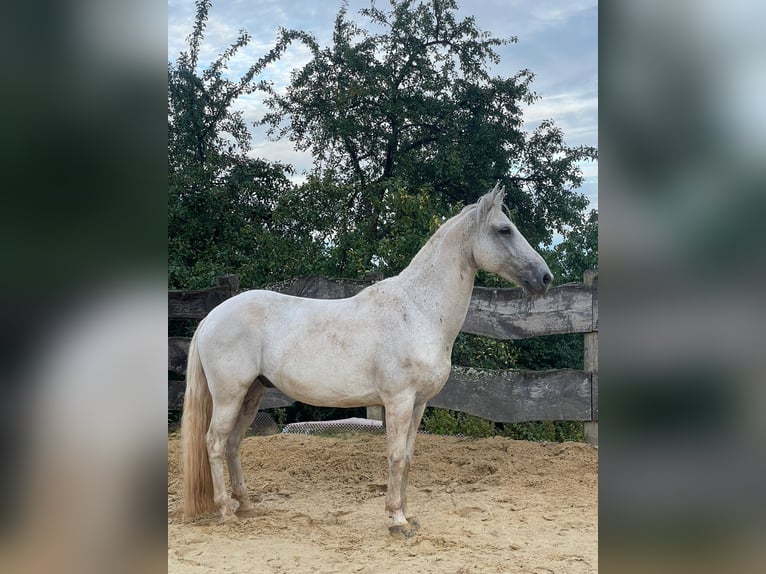 Koń lipicański Mix Wałach 13 lat 155 cm Siwa in Lebach