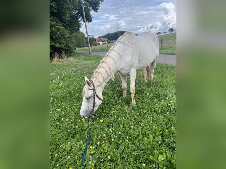 Koń lipicański Mix Wałach 13 lat 155 cm Siwa in Lebach