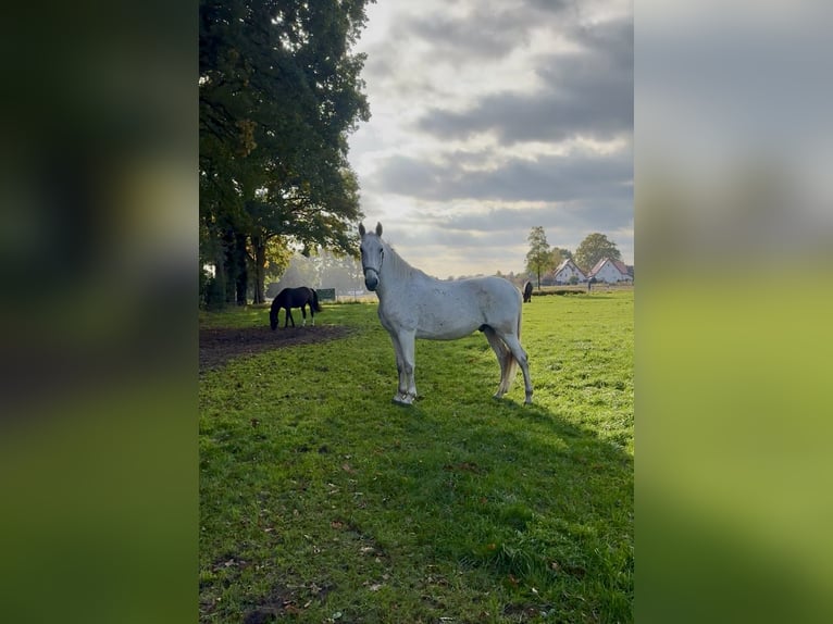 Koń lipicański Wałach 13 lat 170 cm Siwa in Schlo&#xDF; Holte-Stukenbrock