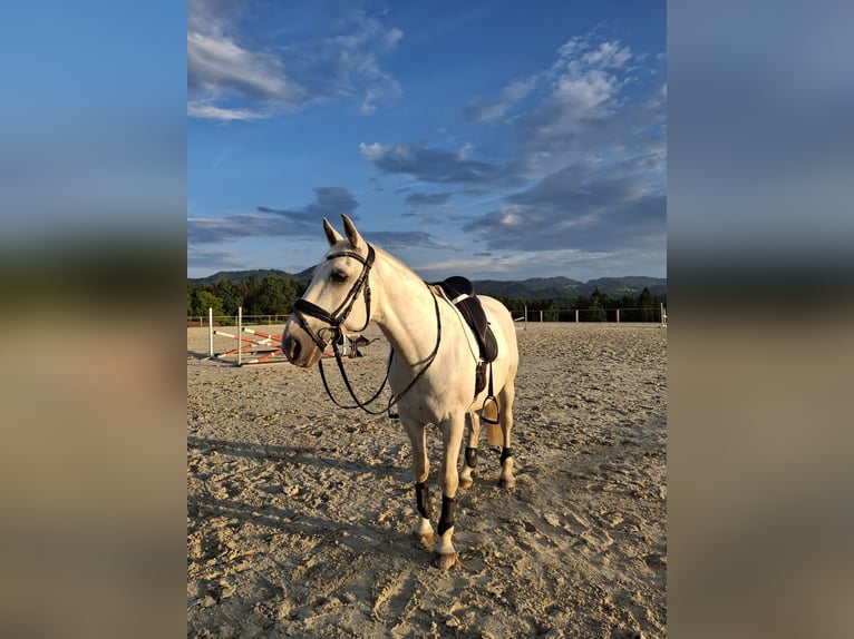 Koń lipicański Wałach 14 lat 150 cm Siwa in Šmartno pri Slovenj Gradcu