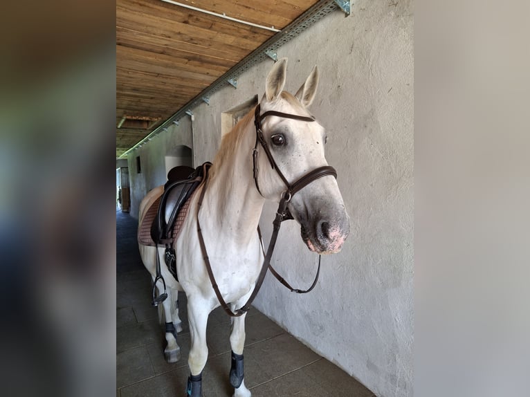 Koń lipicański Wałach 14 lat 150 cm Siwa in Šmartno pri Slovenj Gradcu