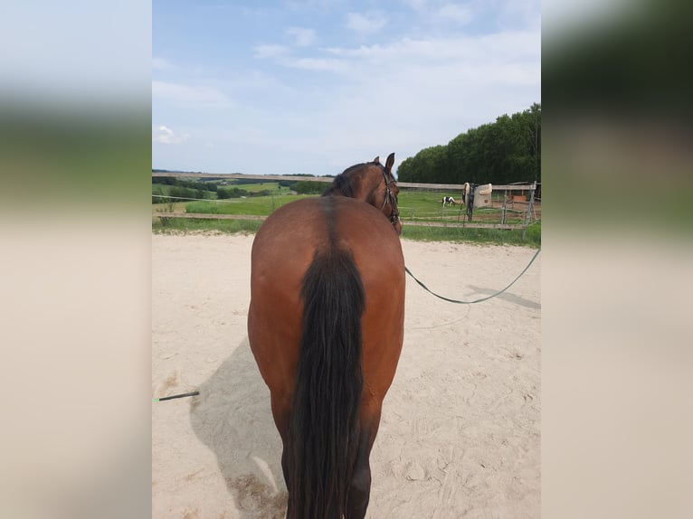 Koń lipicański Wałach 14 lat 152 cm Gniada in Haag Dorf