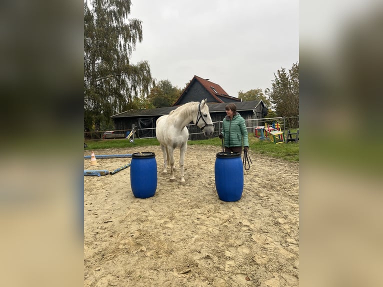 Koń lipicański Wałach 14 lat 162 cm Siwa in Fröndenberg