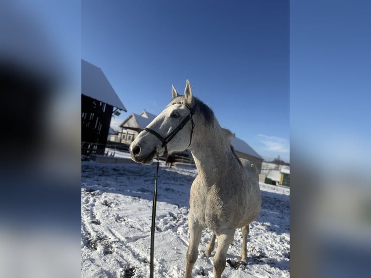 Koń lipicański Wałach 14 lat 162 cm Siwa in Neuhofen An Der Ybbs