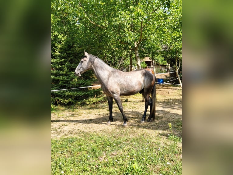 Koń lipicański Wałach 3 lat 161 cm Bułana in Szamoskér