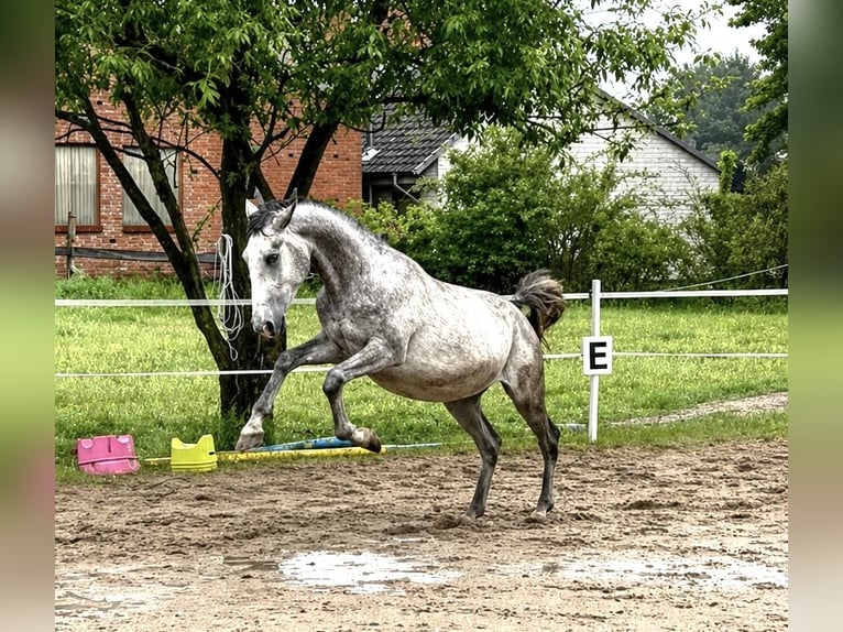 Koń lipicański Wałach 3 lat 163 cm Siwa in Wathlingen