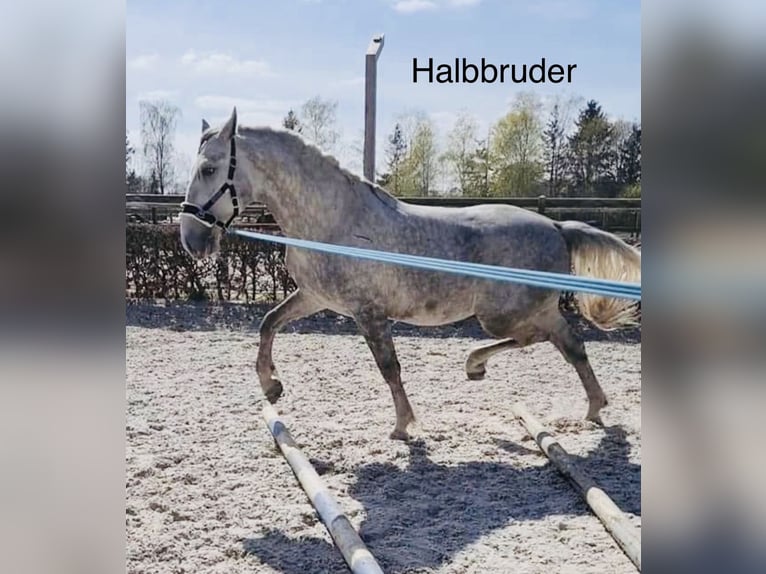 Koń lipicański Wałach 3 lat 163 cm Siwa in Wathlingen