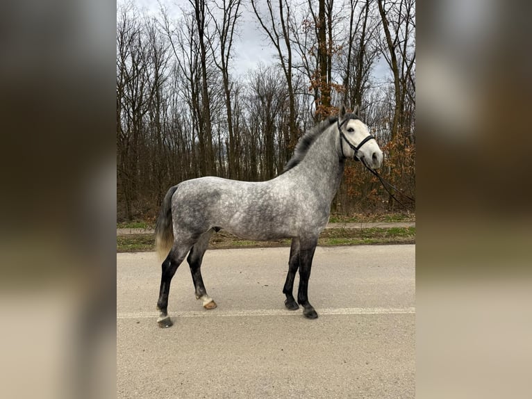 Koń lipicański Wałach 4 lat 158 cm Siwa in Strizivojna