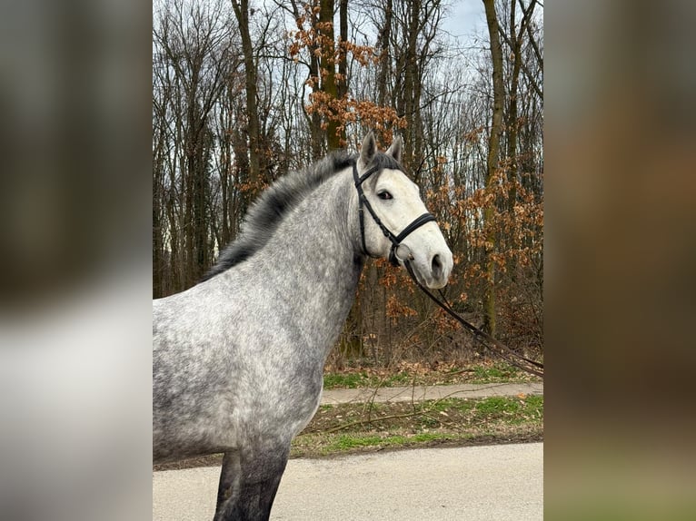 Koń lipicański Wałach 4 lat 158 cm Siwa in Strizivojna