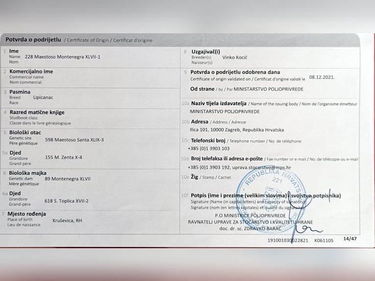 Koń lipicański Wałach 4 lat 162 cm Może być siwy in Palovec, Mala Subotica