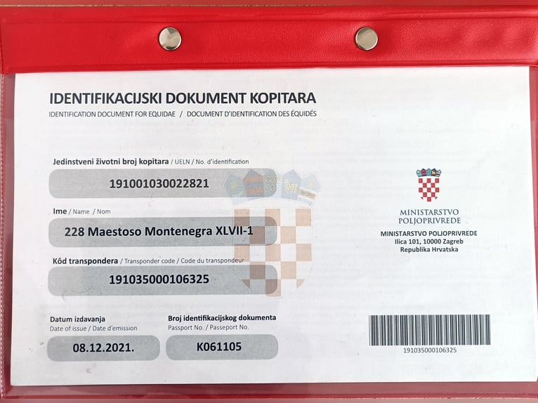 Koń lipicański Wałach 4 lat 162 cm Może być siwy in Palovec, Mala Subotica