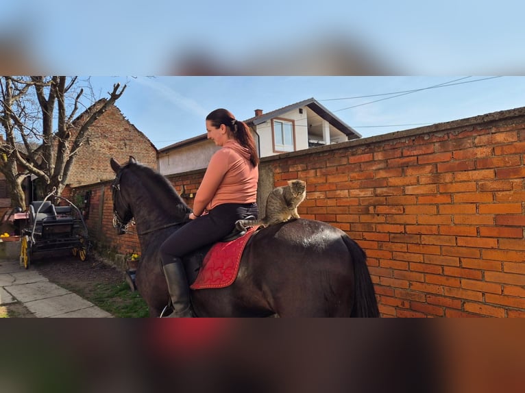 Koń lipicański Wałach 4 lat 165 cm Kara in Rešetari