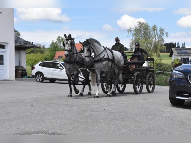 Koń lipicański Wałach 4 lat 165 cm Siwa jabłkowita in Arnstorf