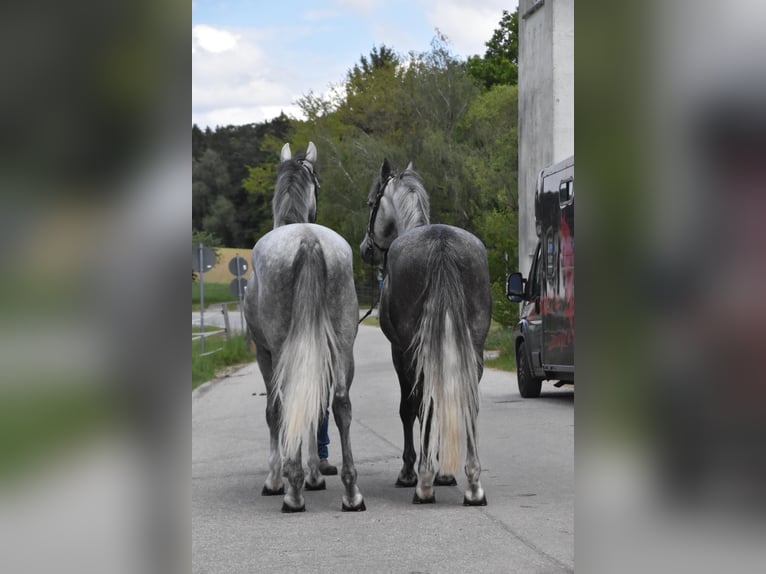 Koń lipicański Wałach 4 lat 165 cm Siwa jabłkowita in Arnstorf