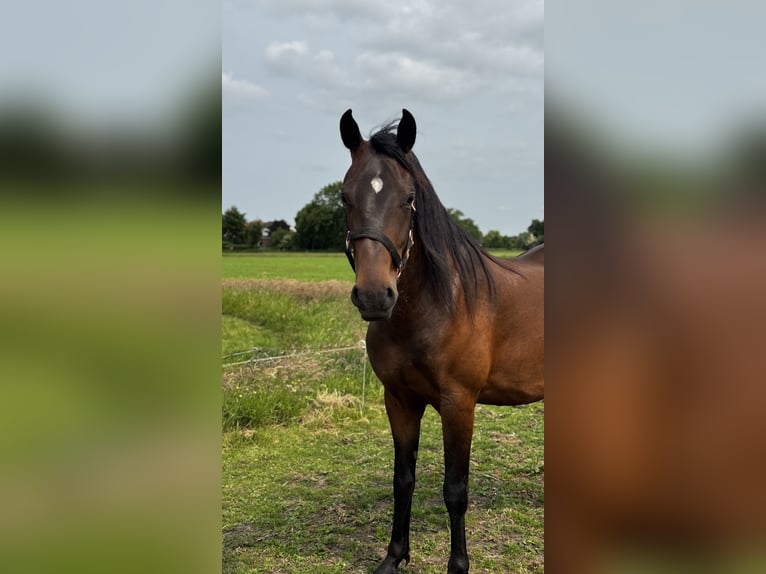Koń lipicański Wałach 5 lat 151 cm Ciemnogniada in Nijkerk